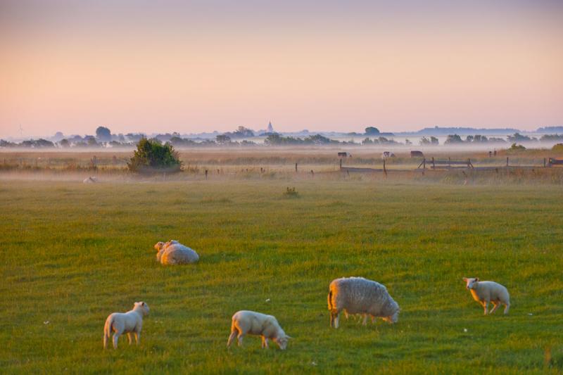 Blick in die Hattstedtermarsch | © Foto Oliver Franke