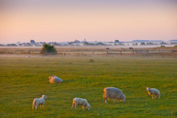 HattstedterMarsch_0004