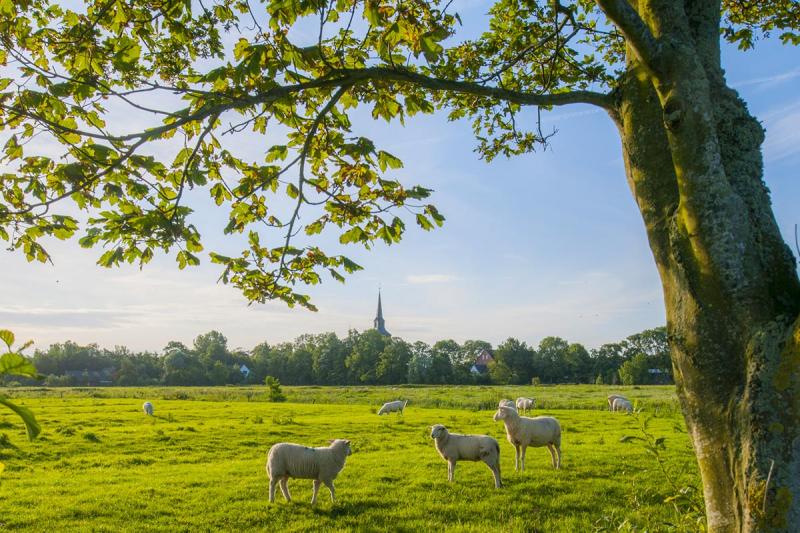 Landschaft und Schafe in der Husumer Bucht | © Foto Oliver Franke