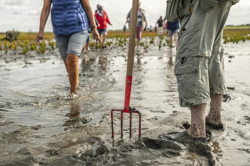 Mit einem Wattführer den Nationalpark Wattenmeer erleben. | © Foto Oliver Franke