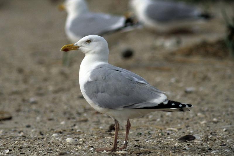 Silbermöwe | © Schutzstation Wattenmeer