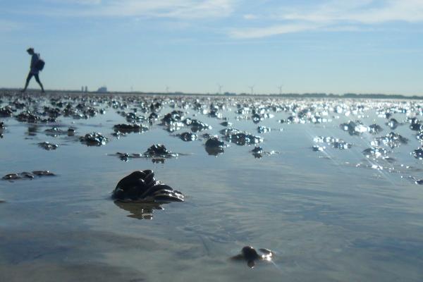 Geführte Wattwanderungen