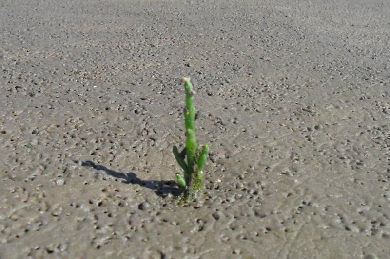 Pflanze im Watt | © Tourismus und Stadtmarketing Husum GmbH