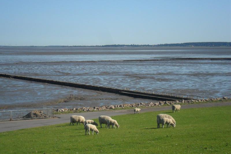 Wattfläche an der Nordsee | © Tourismus und Stadtmarketing Husum GmbH