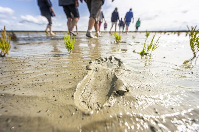 Unterwegs im Wattenmeer | © Foto Oliver Franke