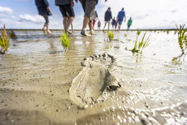 Hinweise für Ihre Sicherheit im Watt