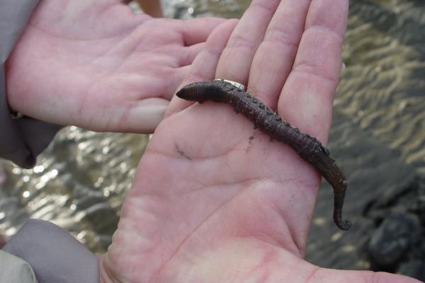 Wester-Spätinge_4-Eijgelaar2006