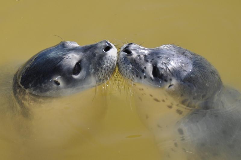 Heuler in der Seehundstation Friedrichskoog | © Seehundstation Friedrichskoog e.V.