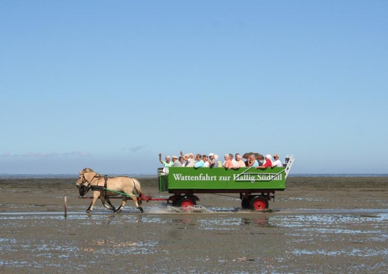 Kutschfahrt zur Hallig Südfall | © Nordstrand Tourismus