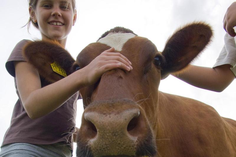 Kühe zum Anfassen beim Landurlaub | © Foto Oliver Franke