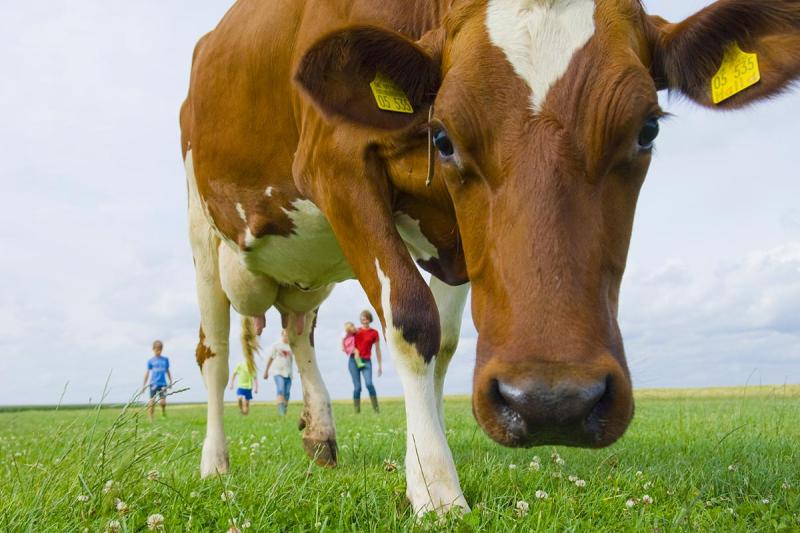 Muh - in der Husumer Bucht | © Foto Oliver Franke