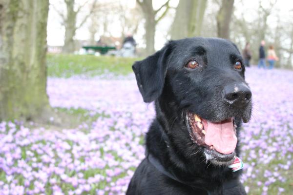 Hund im Schlosspark, Husum