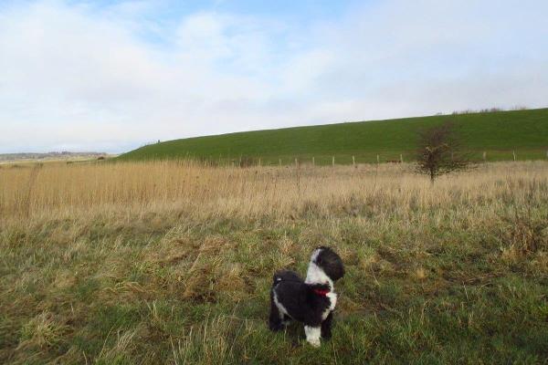 Urlaub mit Hund_Nordsee_Grünstrand
