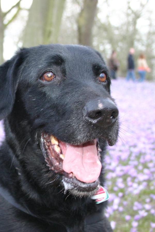 Urlaub mit Hund in Husum, Schlosspark