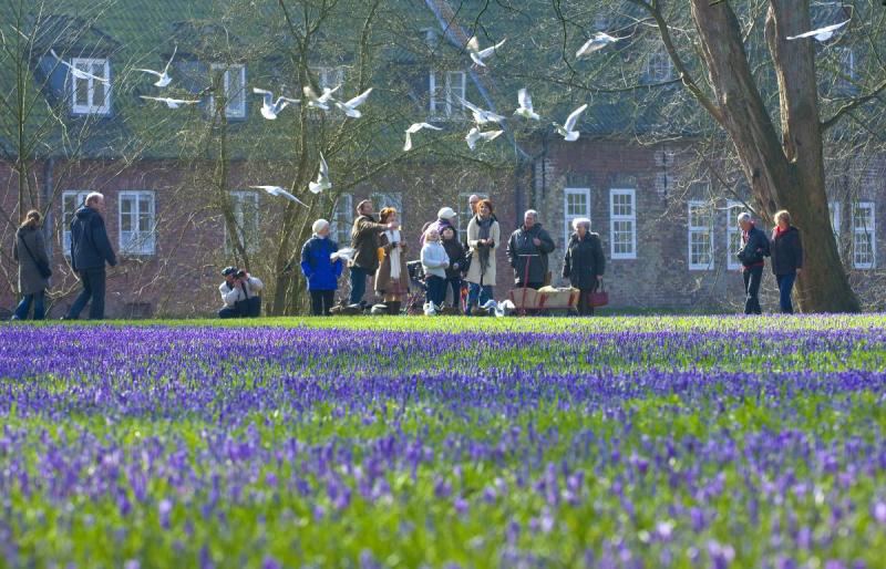 Krokusblüte im Husumer Schlosspark | © Foto Oliver Franke