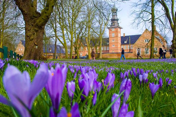Krokusblüte im Husumer Schlosspark