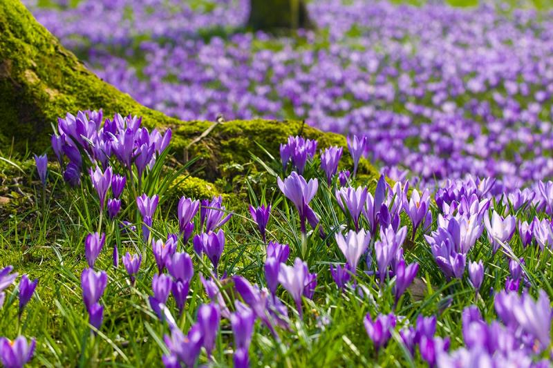Lila Blütenteppich zur Krokusblüte | © Foto Oliver Franke