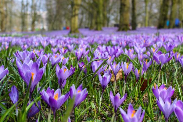 Lila Blütenpracht im Husumer Schlosspark