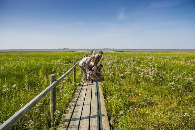 Natur-Spaziergang an der Nordsee | © Foto Oliver Franke