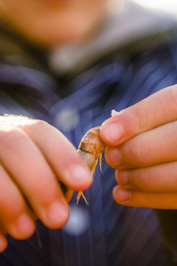 Krabbenpulen in Husum