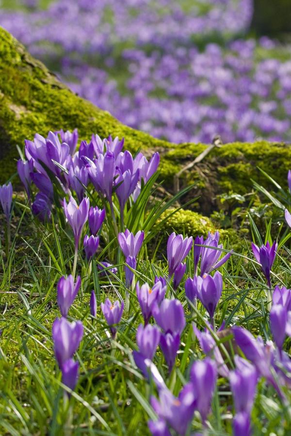 Husumer Krokusblüte im Schlosspark