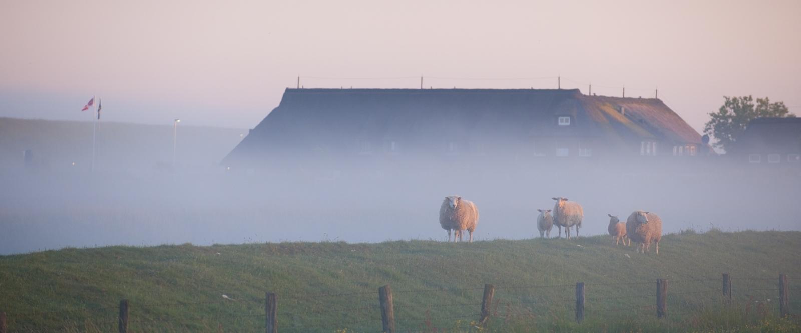 Stimmungsvolle Hattstedtermarsch