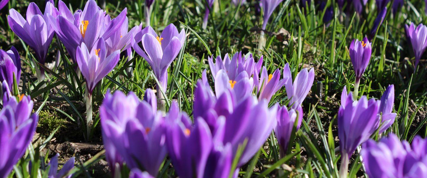 Krokusblüte im Schlosspark