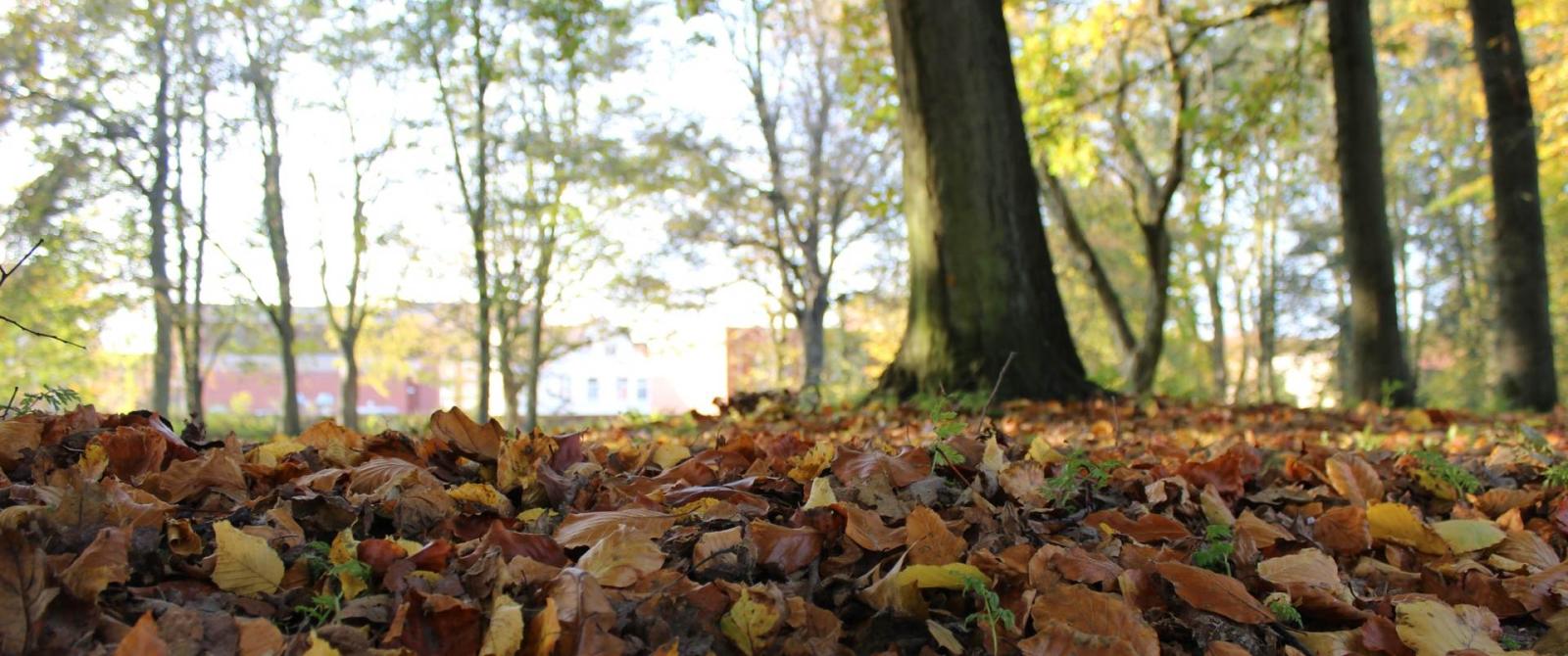 Husumer Herbst im Schlosspark