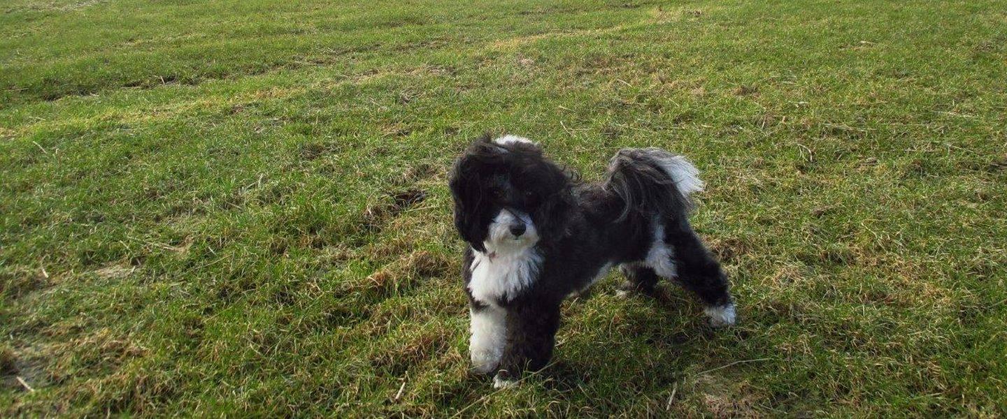 Urlaub mit Hund, Husum / Nordsee