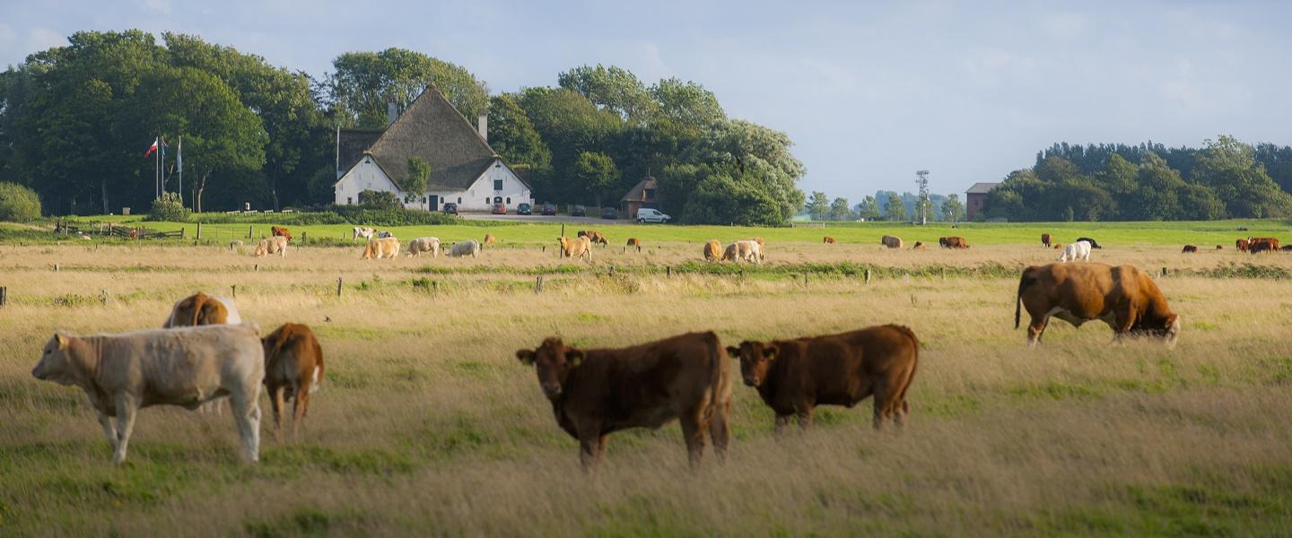 Roter Haubarg in Witzwort