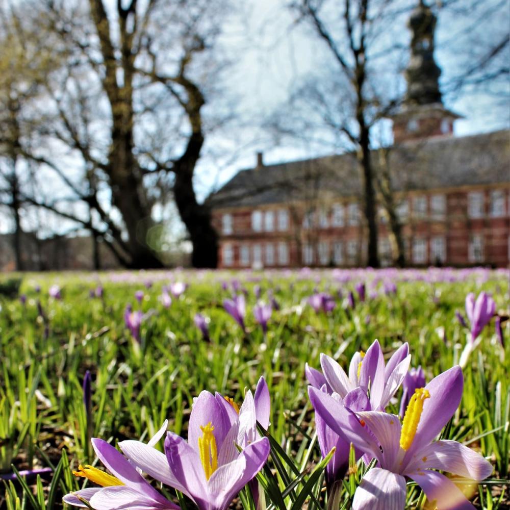 Krokusse vor dem Schloss vor Husum