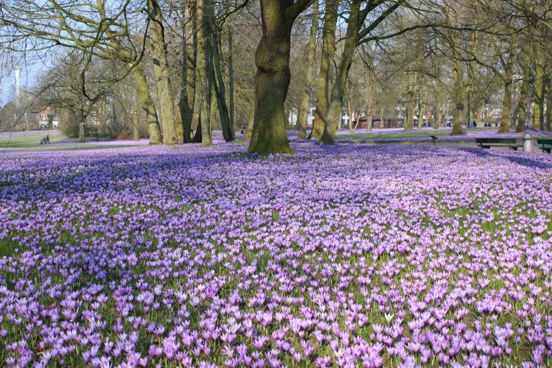 Krokusblüte im Husumer Schlosspark