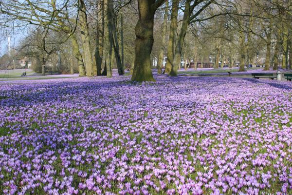 Krokusblüte im Husumer Schlosspark