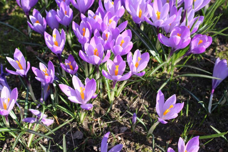 Krokusblüte im Husumer Schlosspark