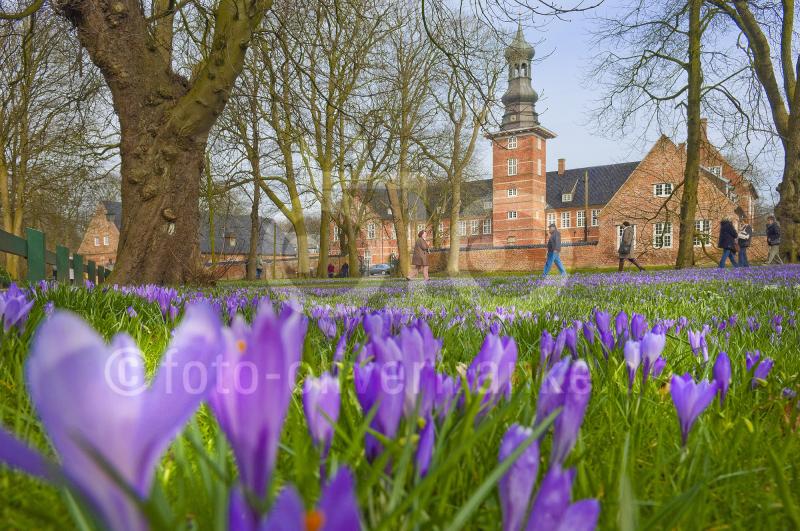Krokusblüte vor dem Husumer Schloss